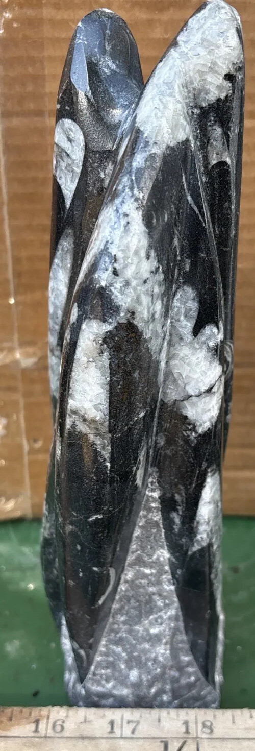 8 Inches tall standing Orthoceras fossil