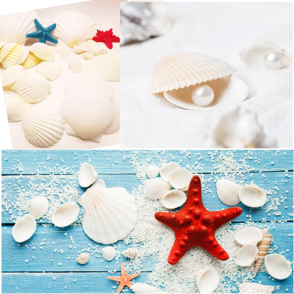 48 PCS Scallop Shells Natural Seashell 1.5" To 2" White Scallop Shells Small
