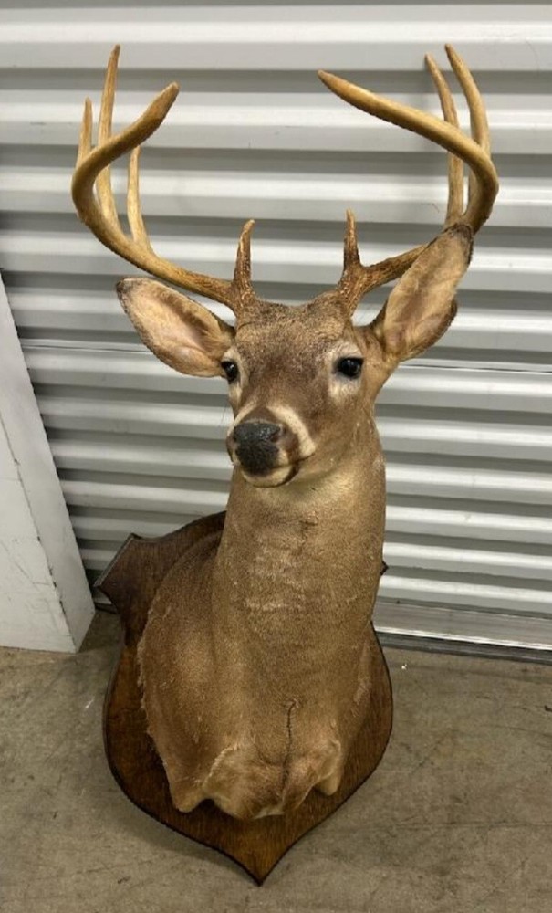 White Tail Deer 10 Pt 158.58 Class