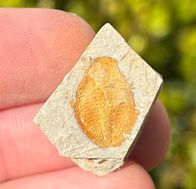 Georgia Fossil Trilobite Aphelaspis brachyphasis Conasauga Formation Cambrian
