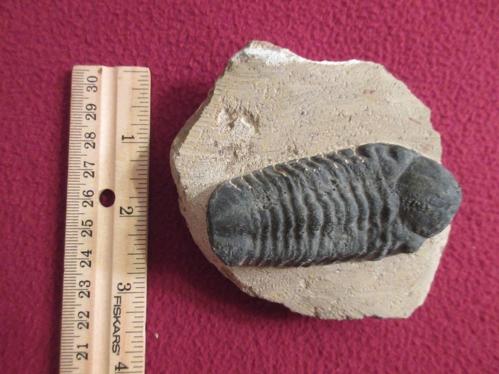 Fossil trilobite 9.2oz