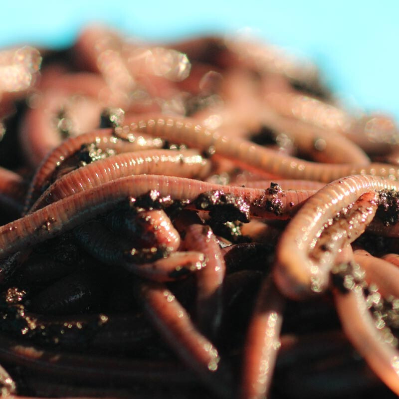 1 LB Live African Nightcrawlers - FREE SHIPPING