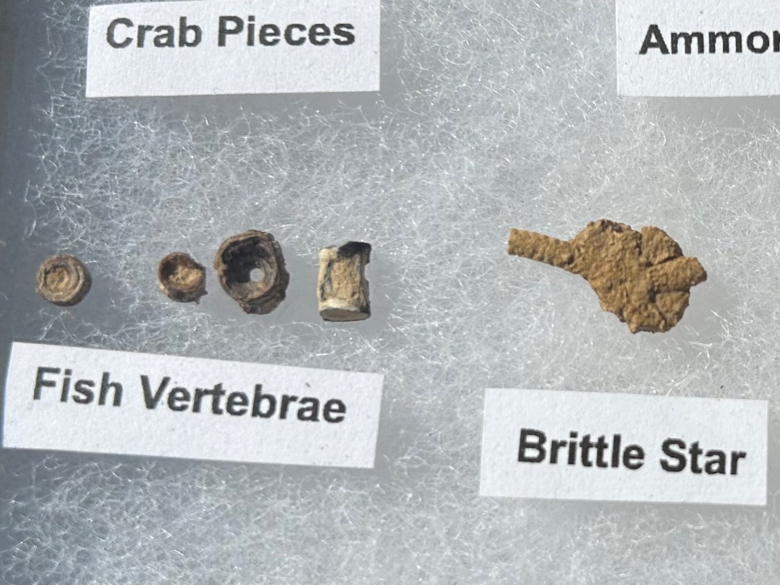 Pawpaw Formation Fossils Collection Starfish Ammonites Crabs Scaphites etc