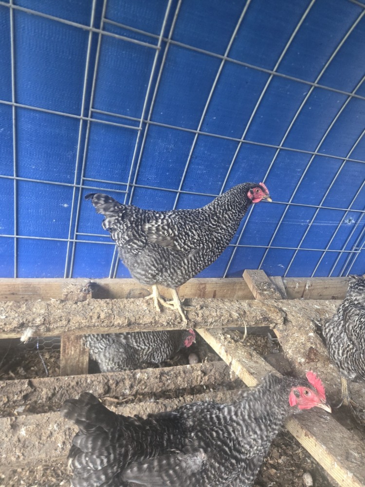 Barred Rock Hatching Eggs-12 Plus 2 Extra