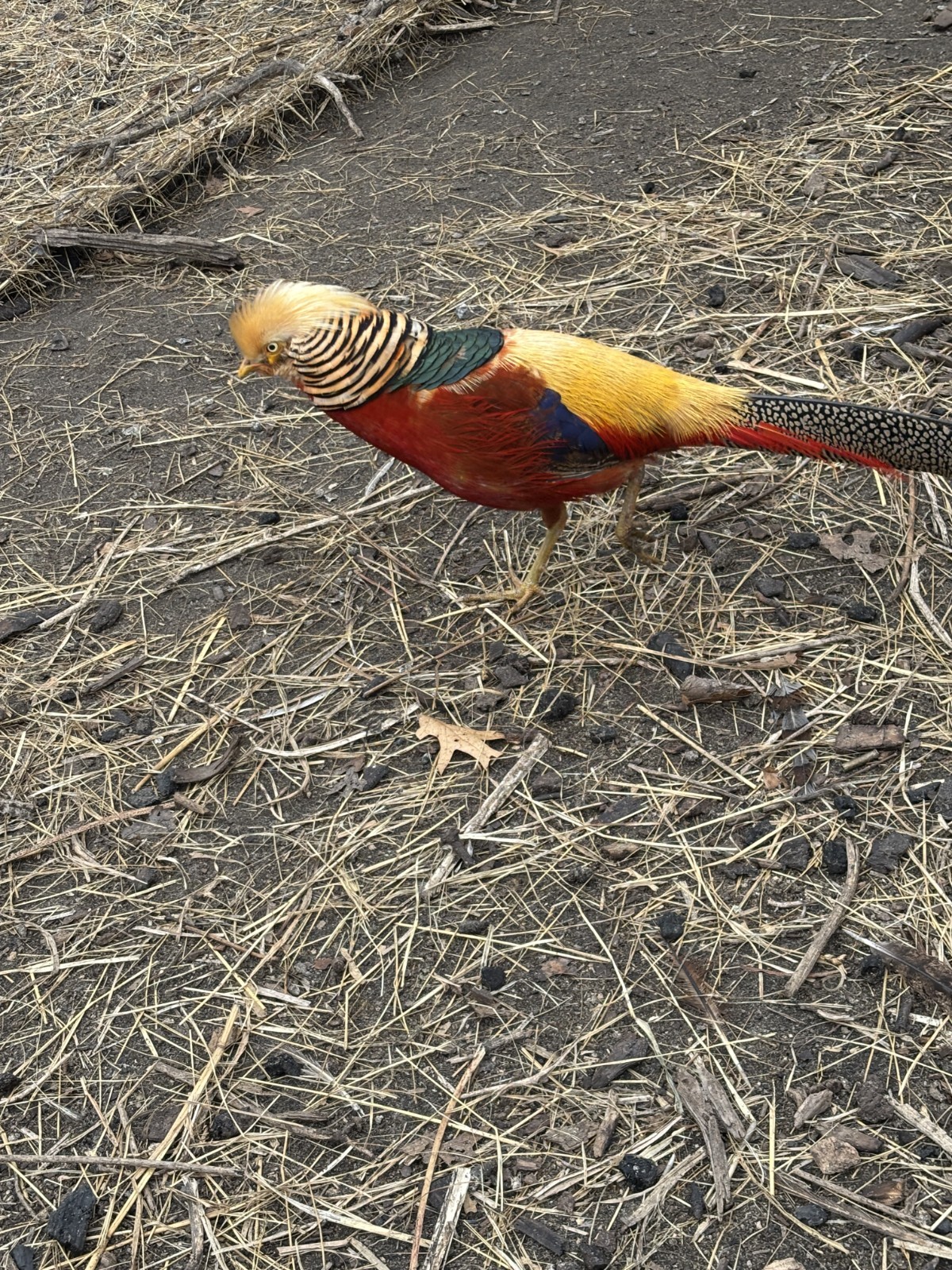 PRE-SALE 6+ Red Golden Pheasant Hatching Eggs NPIP April/May Ship