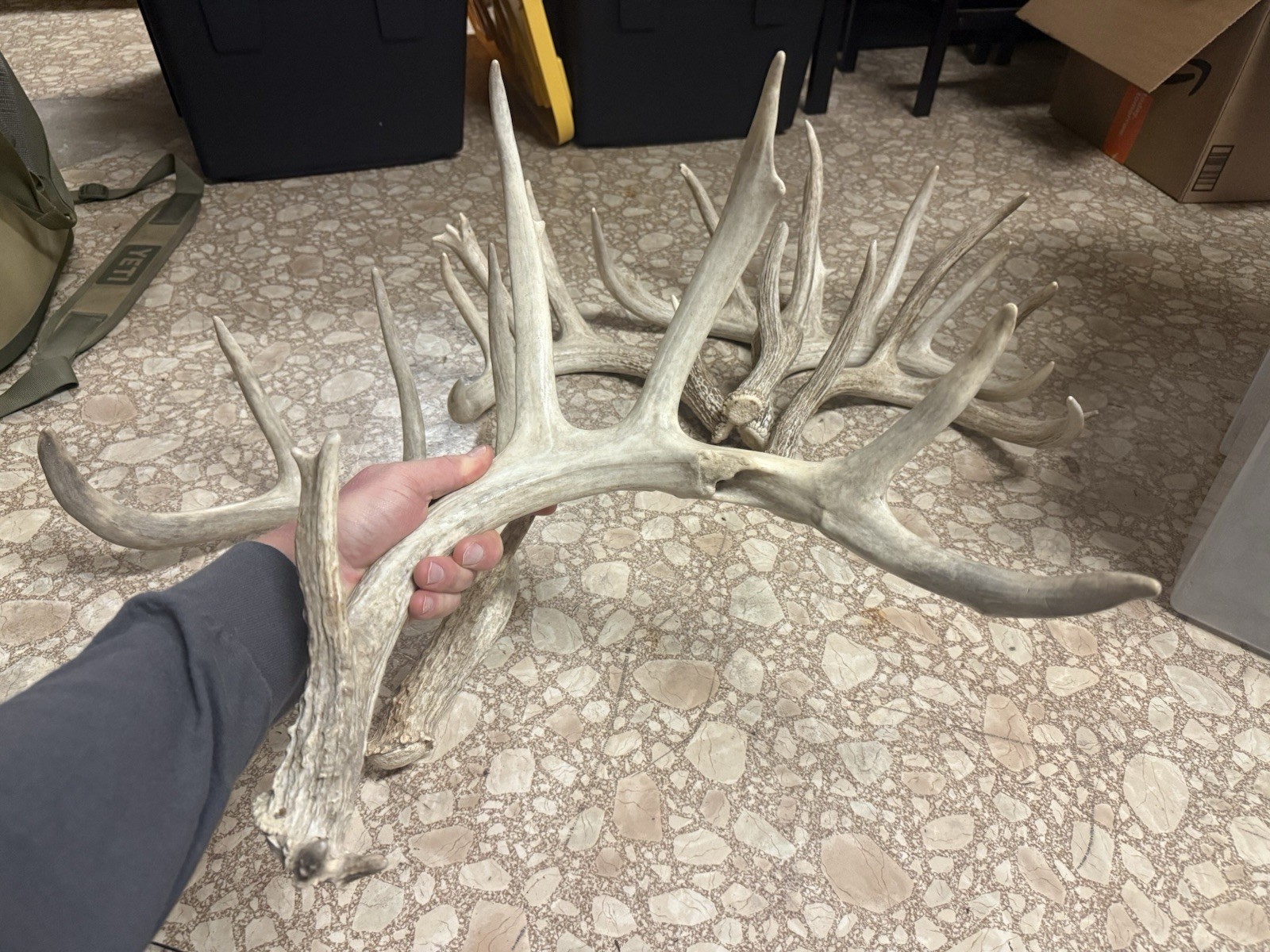 3 Whitetail Antler Shed Sets