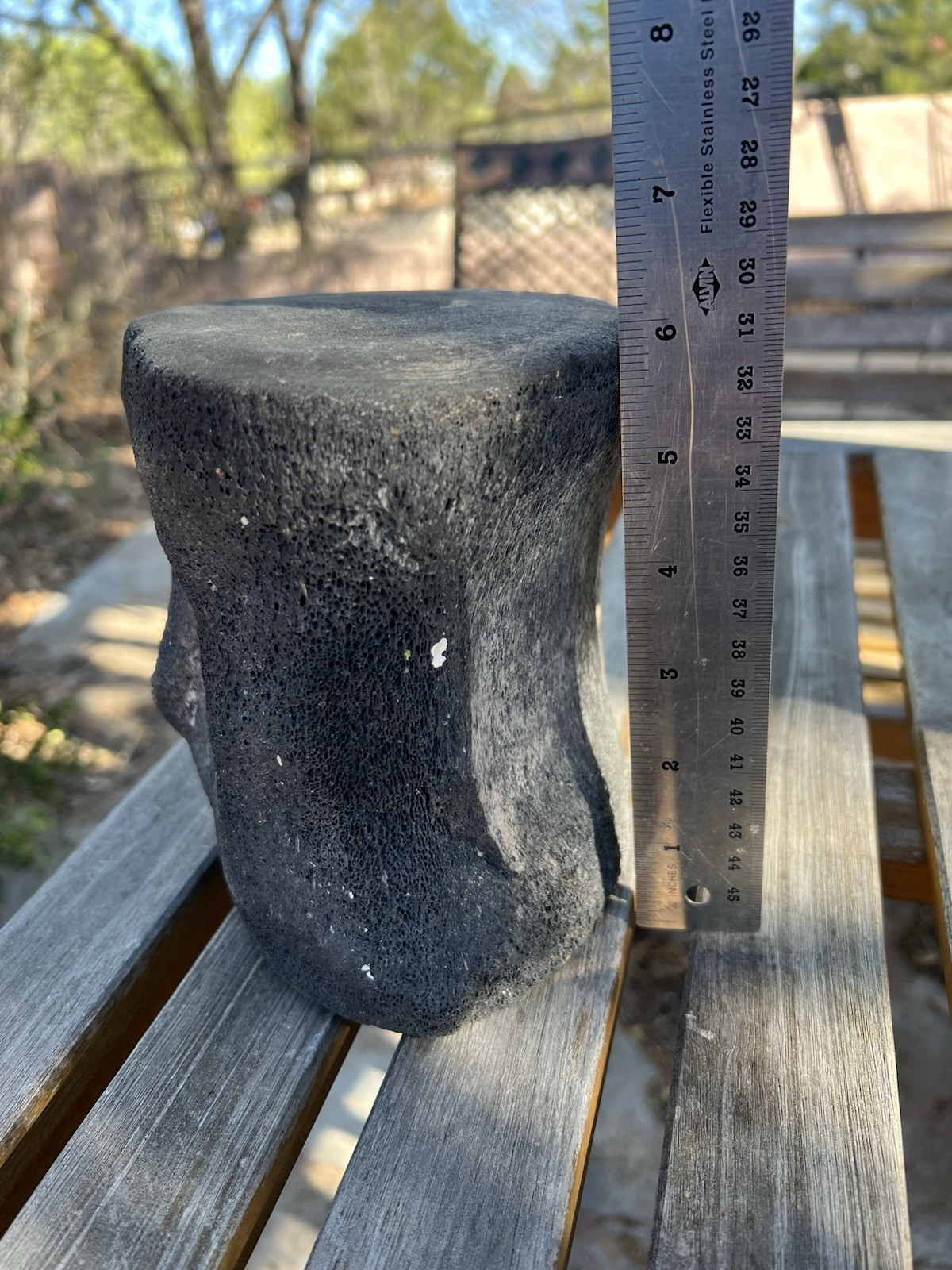 South Florida Whale Vertebrae Fossil