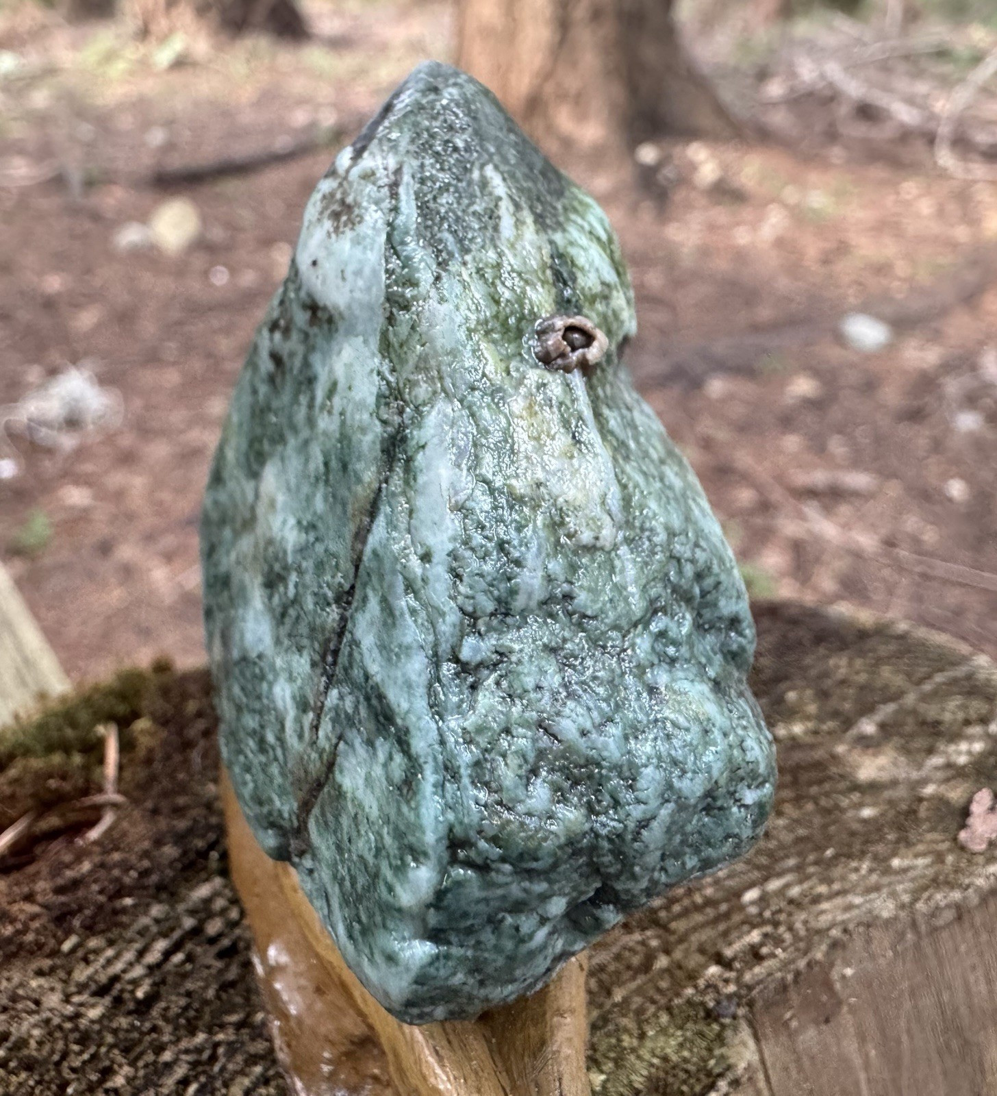 Fossil Fish Teeth & Vertebrae - 192g High-Grade Mineralization - WA ,