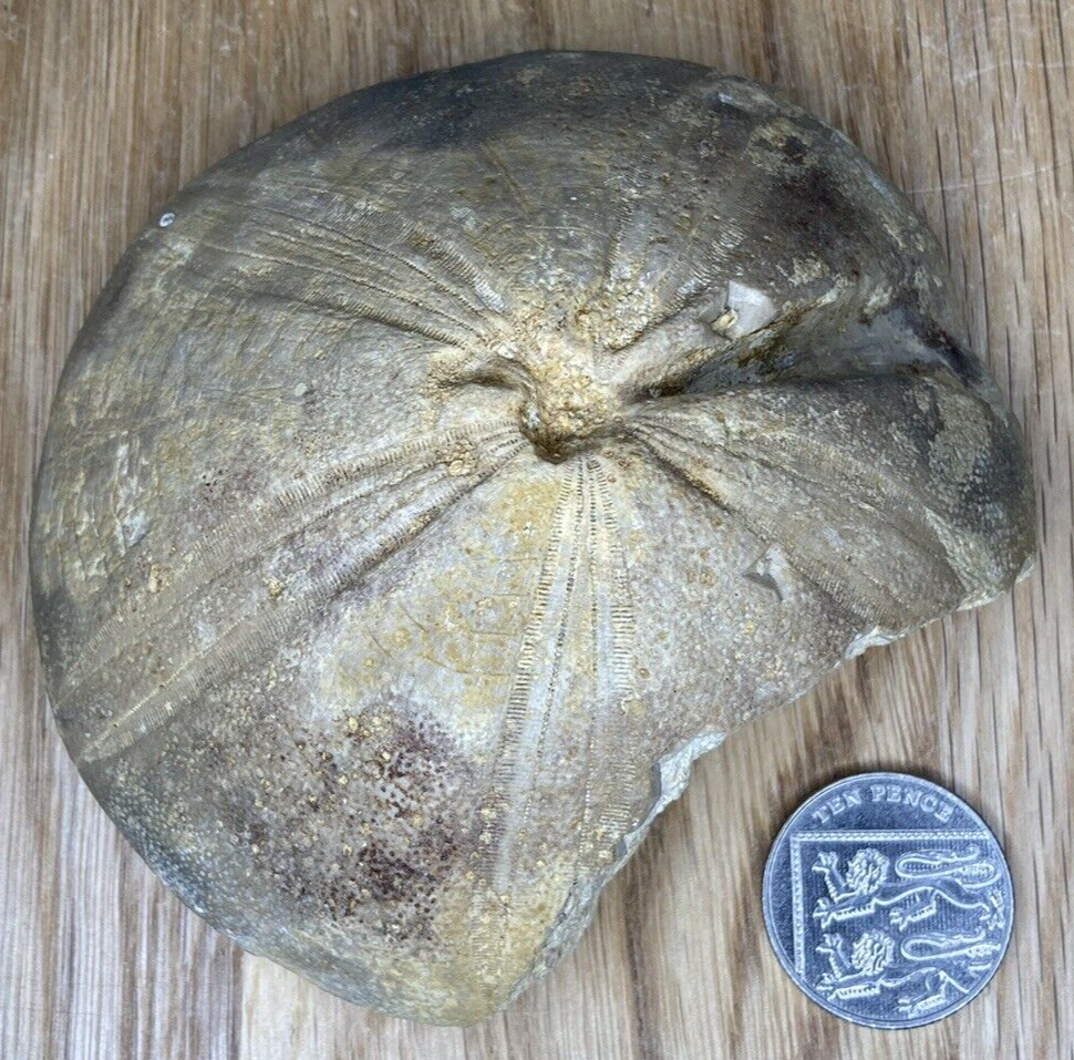 Fossil Specimen, Echinoid, Clypeus Ploti, 101mm