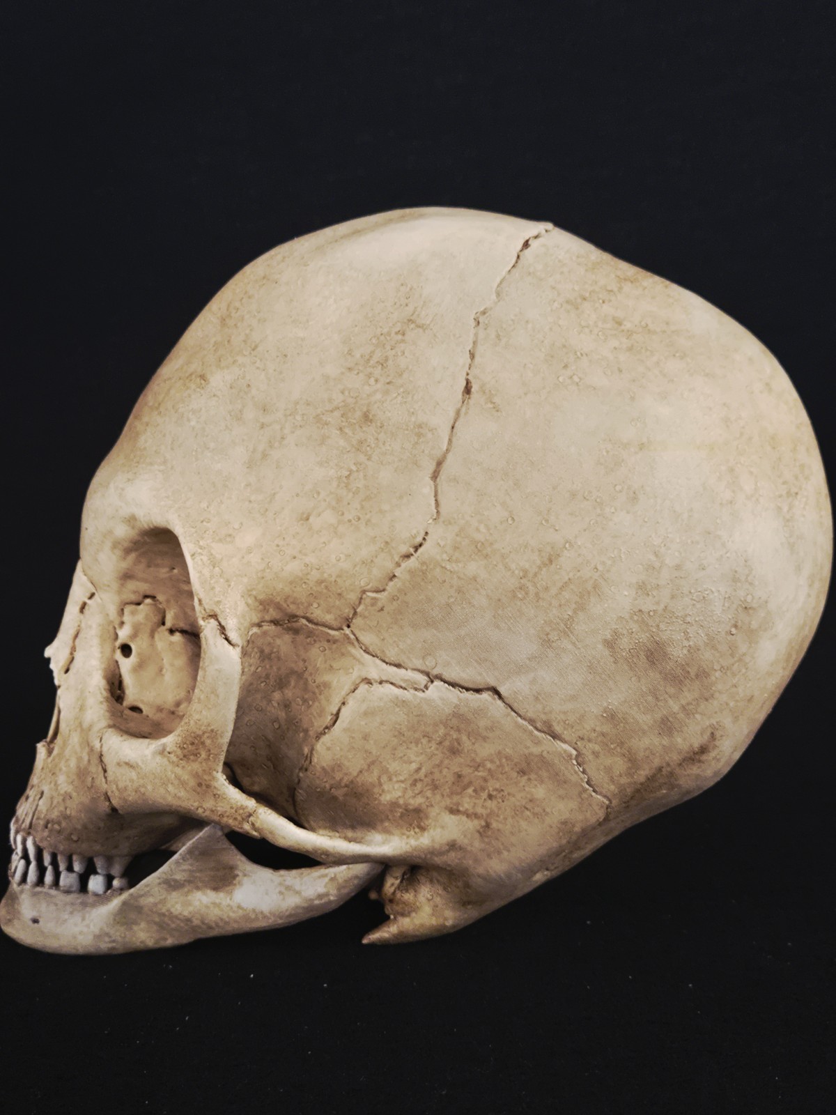 Alien Skull Realistic Full Size