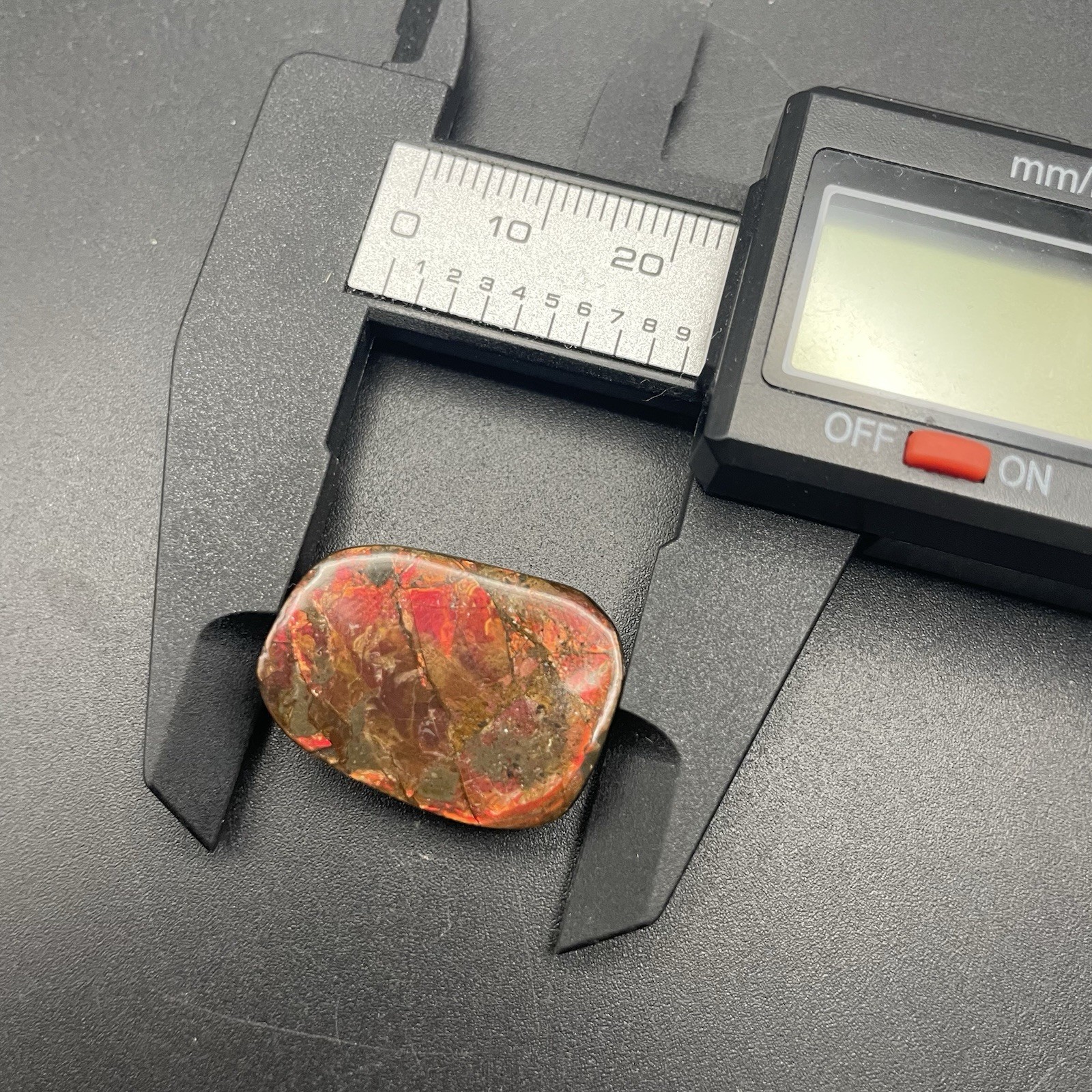 Ammonite Fossil Ammolite Alberta Canada Red Gemstone