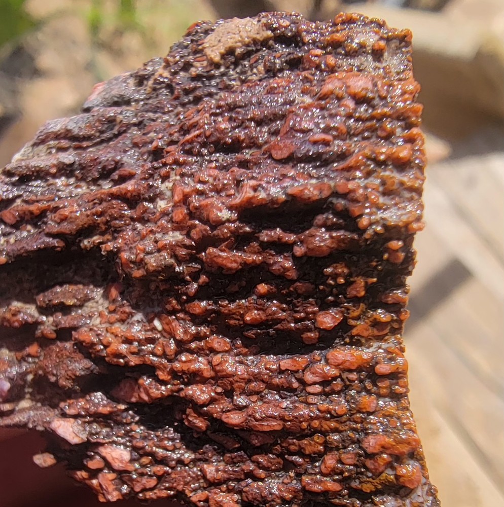 3.06lbs Small Medium agotized Dino Bone Reds