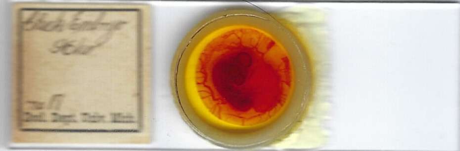 Chick Embryo 96 hr. w.m. Microscope Slide