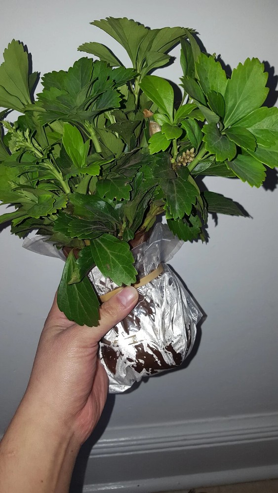 Pachysandra Terminalis 'Green Carpet' - 100 Bare Root Plants
