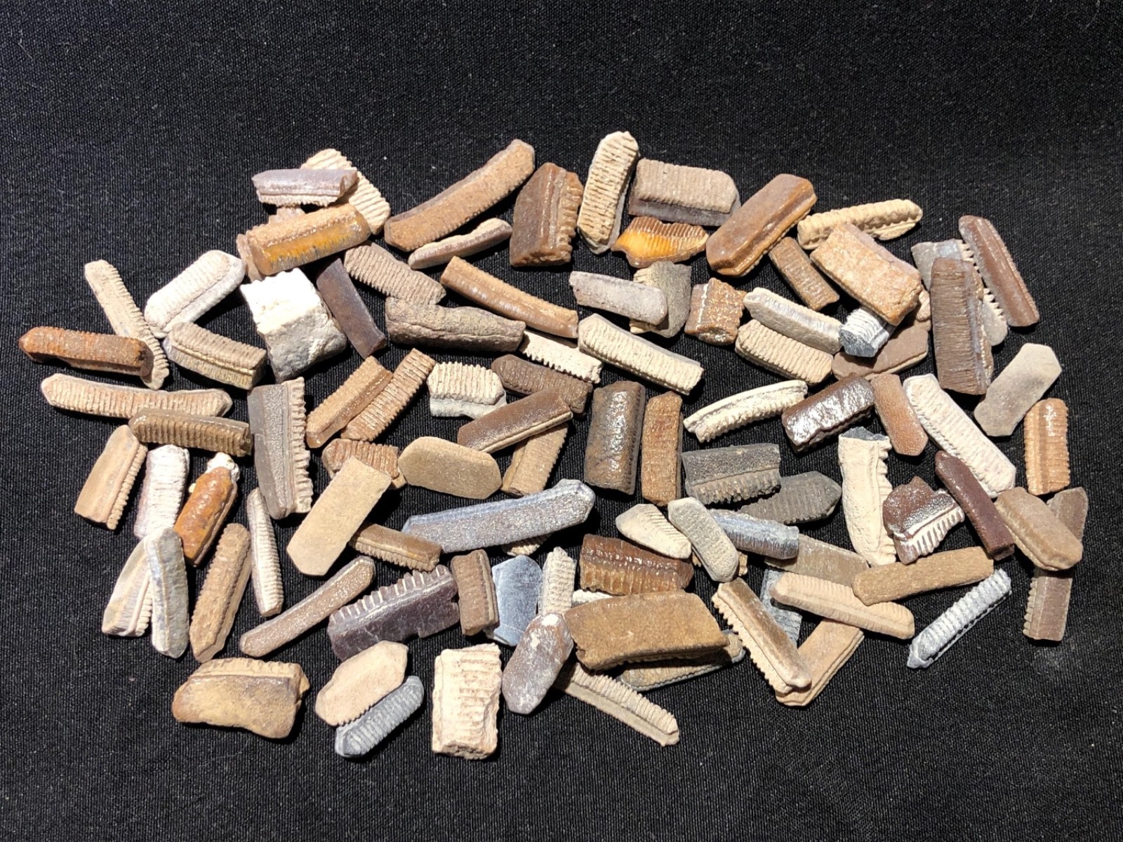 Ancient Fossilized Stingray Teeth - buy as many as you want