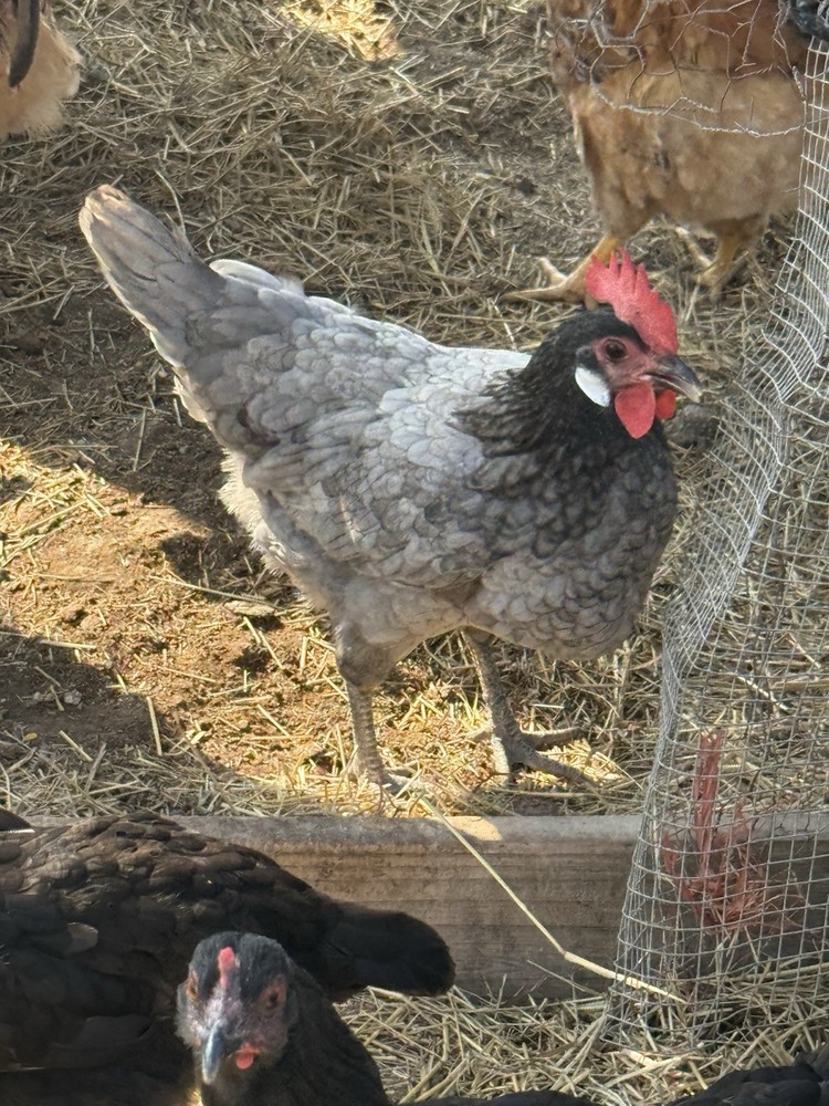 Barnyard Chicken Hatching Eggs 12 Pack