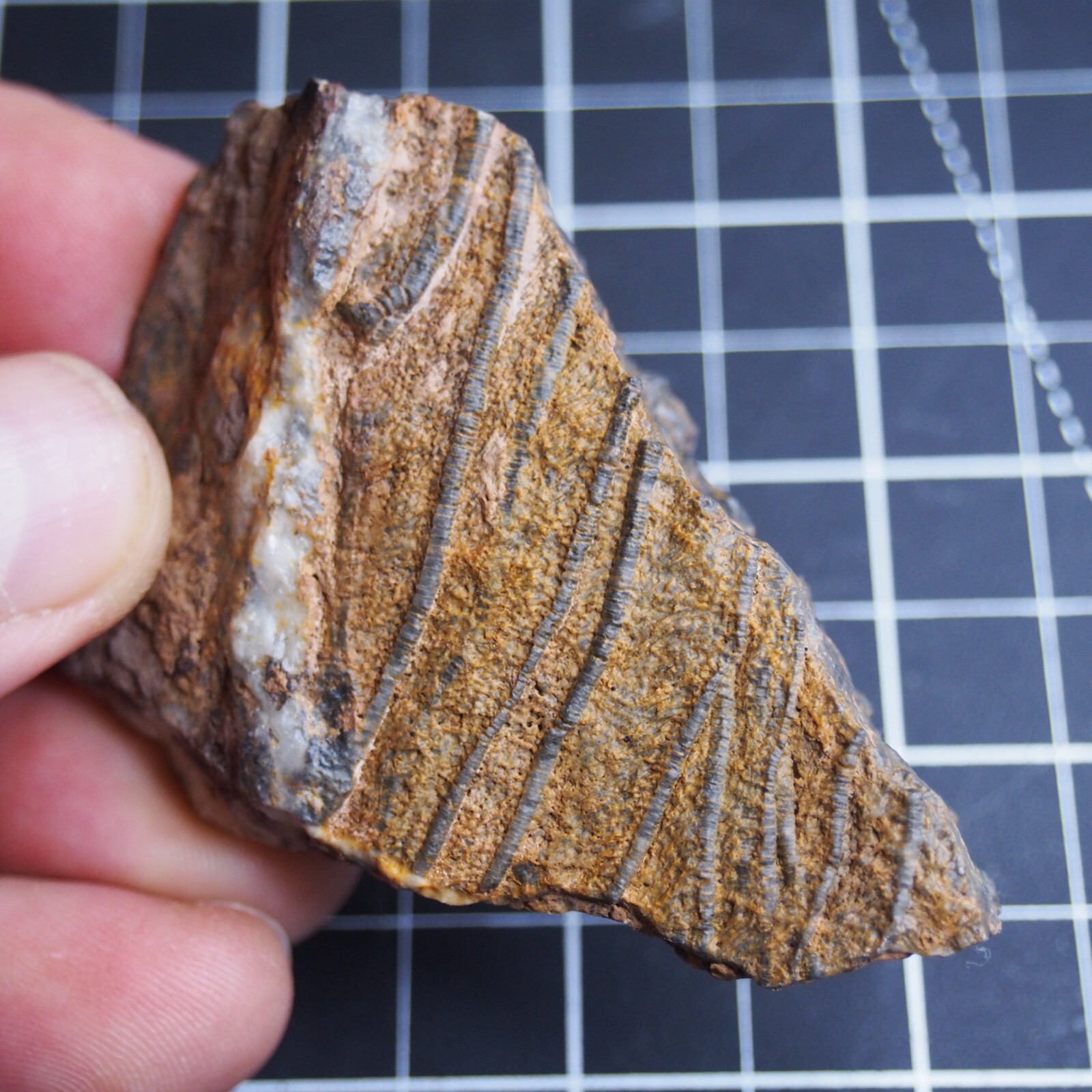 82g Mahoumacrinus sp. Scyphocrinites elegants Crinoid Devonian Fossil 1269