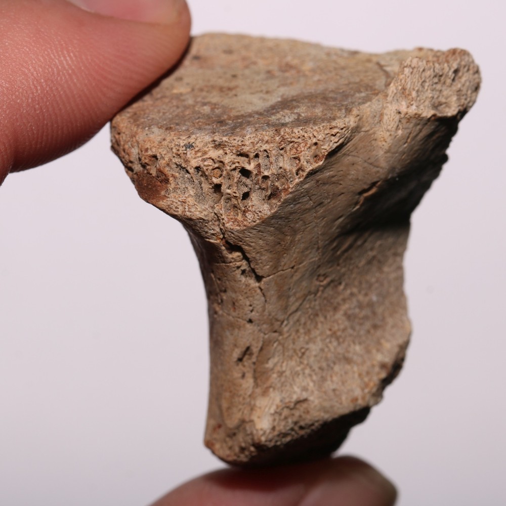 Vertebra Process - Dinosaur Fossil Authentic Cretaceous Hell Creek Formation