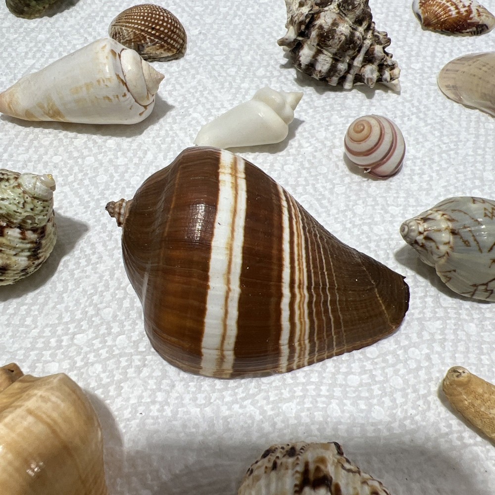 Sea Shells Assorted B1 80 Pieces