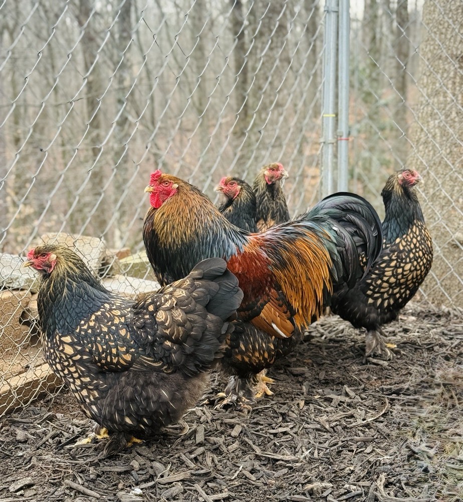 12++ Gold Laced Brahma Hatching Eggs