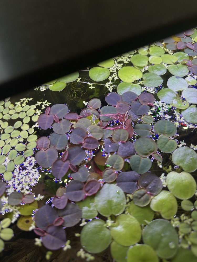 Red Root Floaters Live Floating Plants