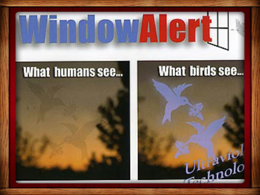 WINDOW ALERT ANTI-COLLISION CLINGS DECALS PREVENT WINDOW STRIKES SAVE BIRDS
