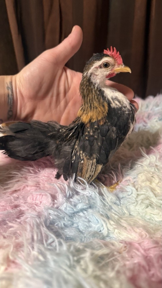 18++Small/Micro A&B SERAMA Hatching Eggs