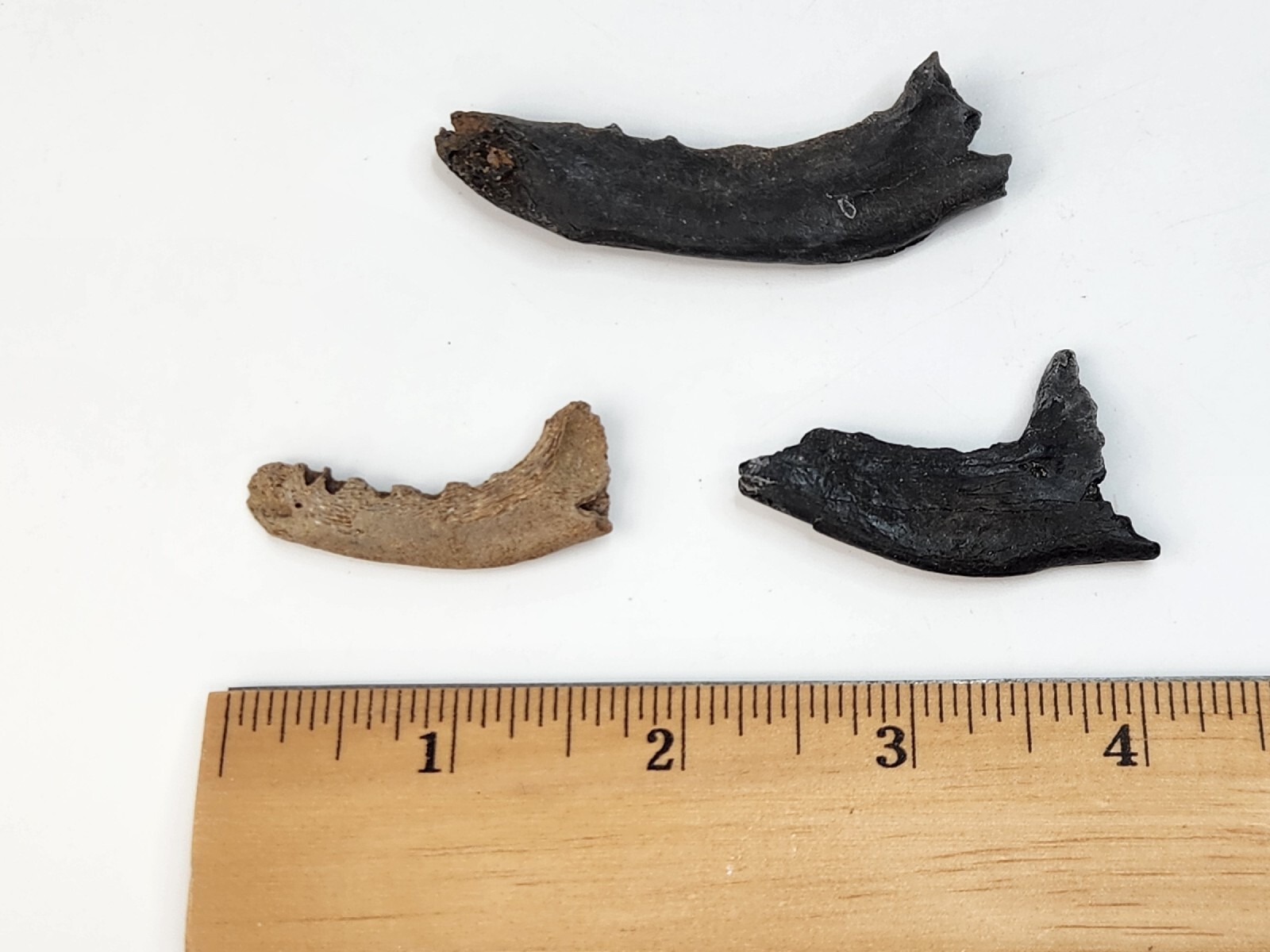 Mammal Jaw Fossil - Florida - Pleistocene Ice Age - 1 Per Purchase