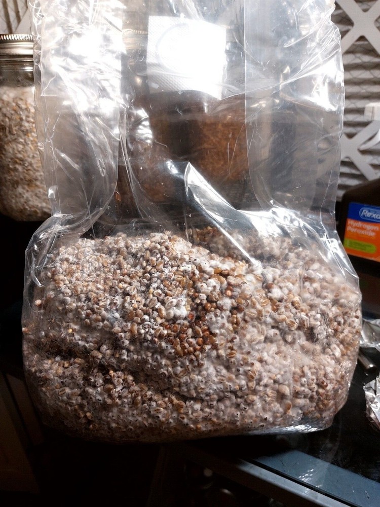 4 Sterilized wild bird seed Jars w/ Self Healing Injection Port & Filter Patch