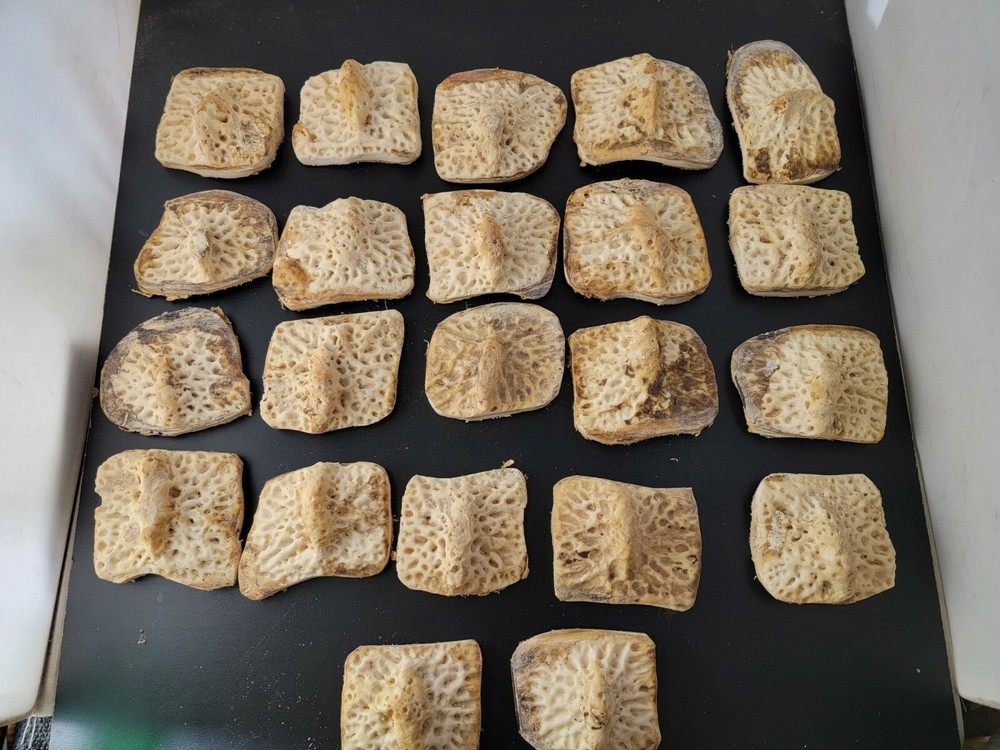 Gator Alligator Back Scute bone bones Bony scutes croc weird Osteoderms