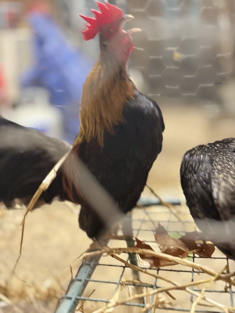 18++Small/Micro A&B SERAMA Hatching Eggs