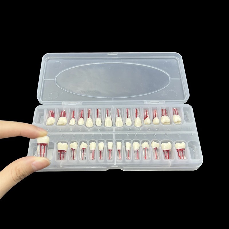 Modelo Acrilico Endodoncia Advanced Root Canal Model Teeth For Rct Practice