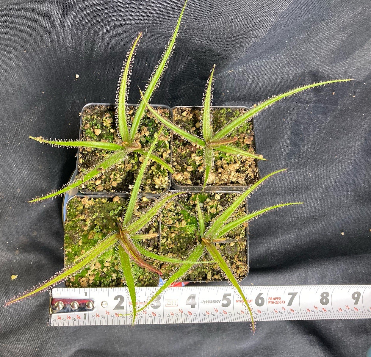 Drosera regia 'Big Easy'. Rare Cultivar! Potted To Select States. Heat Pck Avail