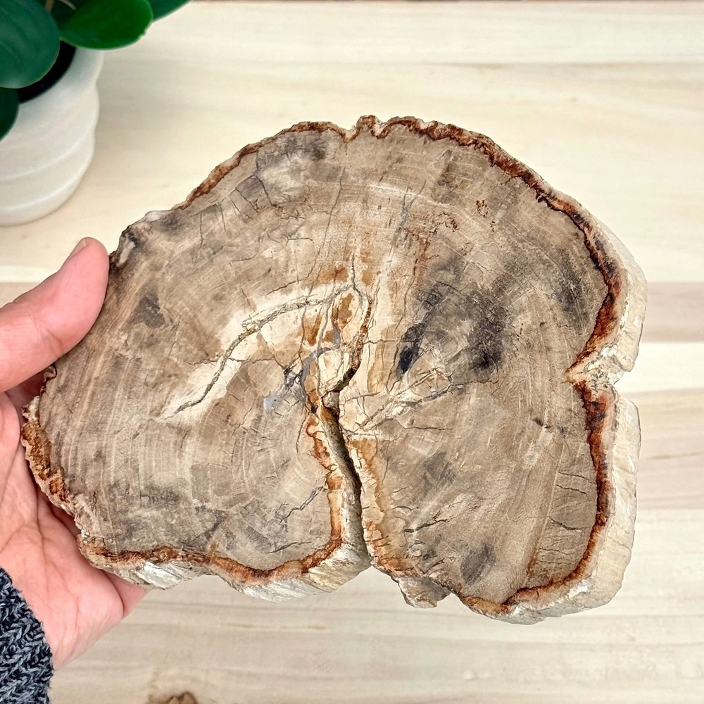 Petrified Wood Slab A
