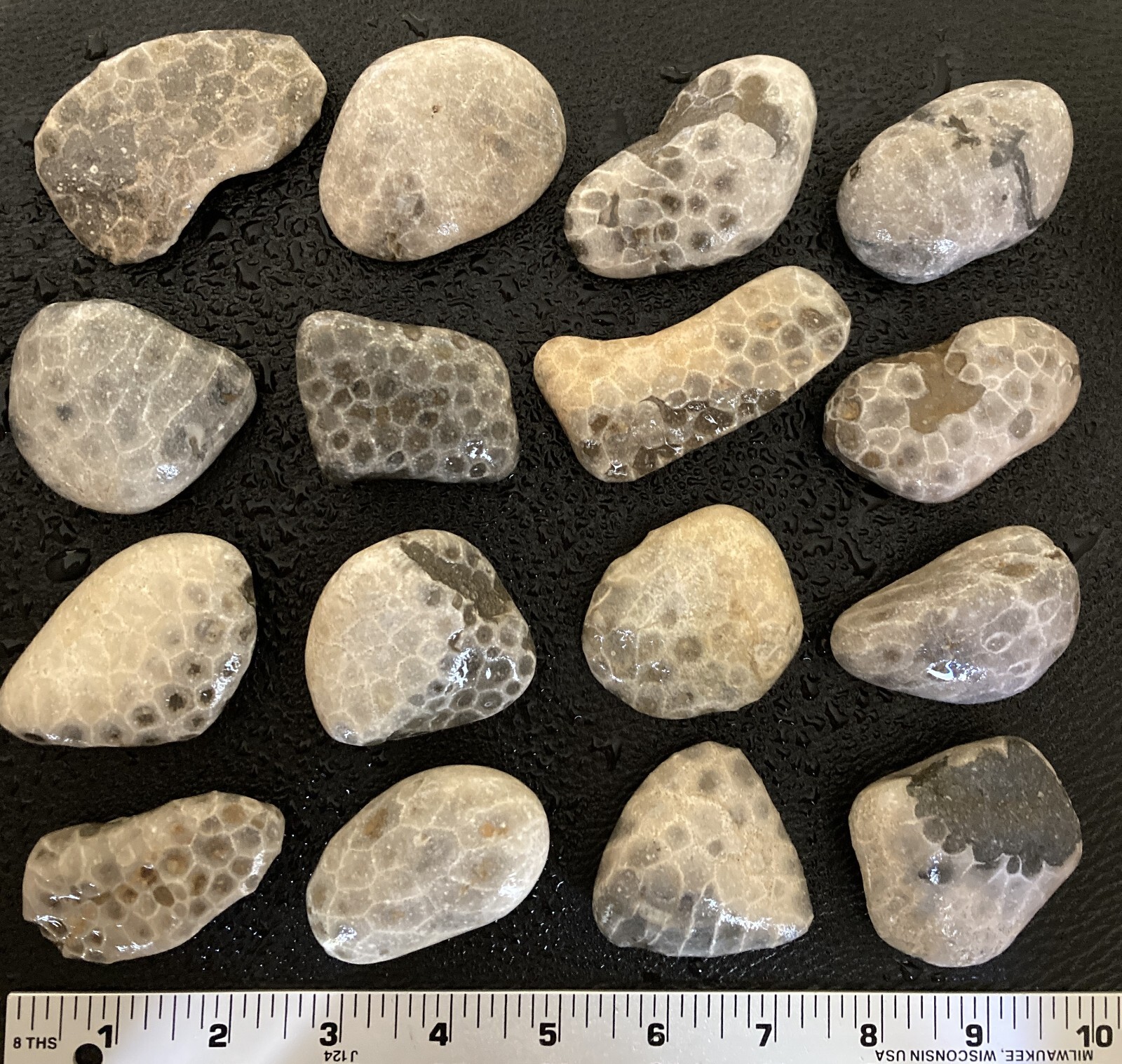 16pc BULK Michigan Petoskey Stones (Hexagonaria) - Natural Fossils 3LBS