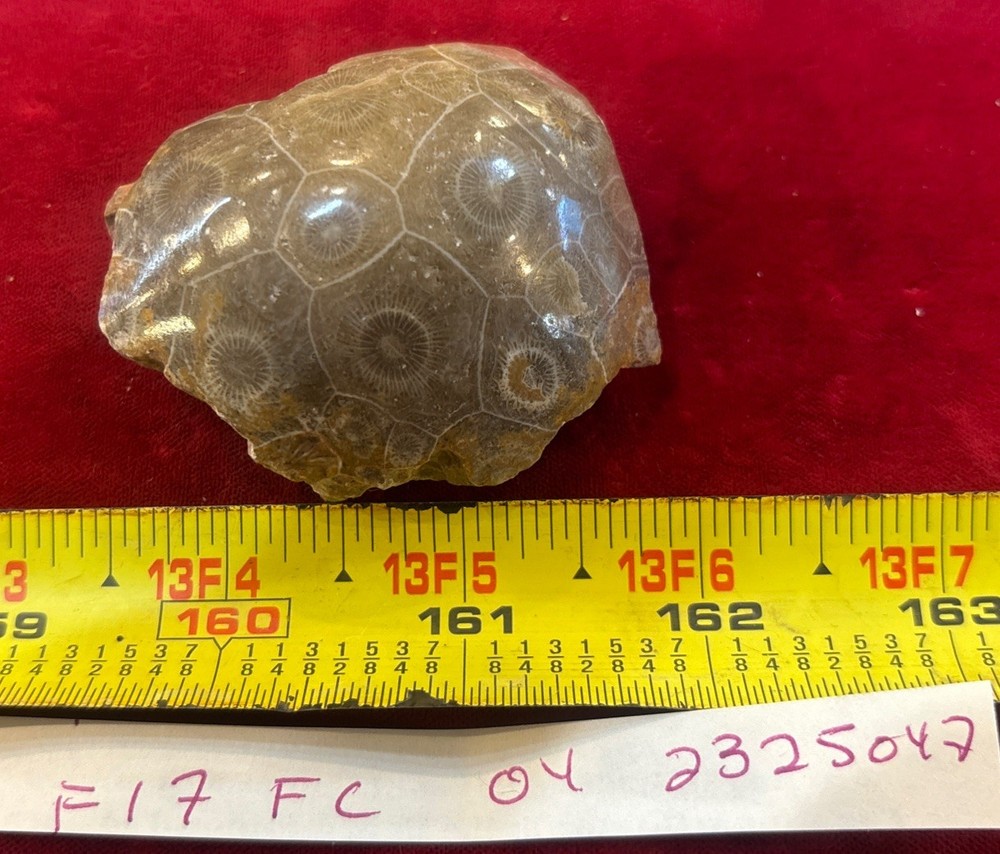 Petrified Coral End Polished