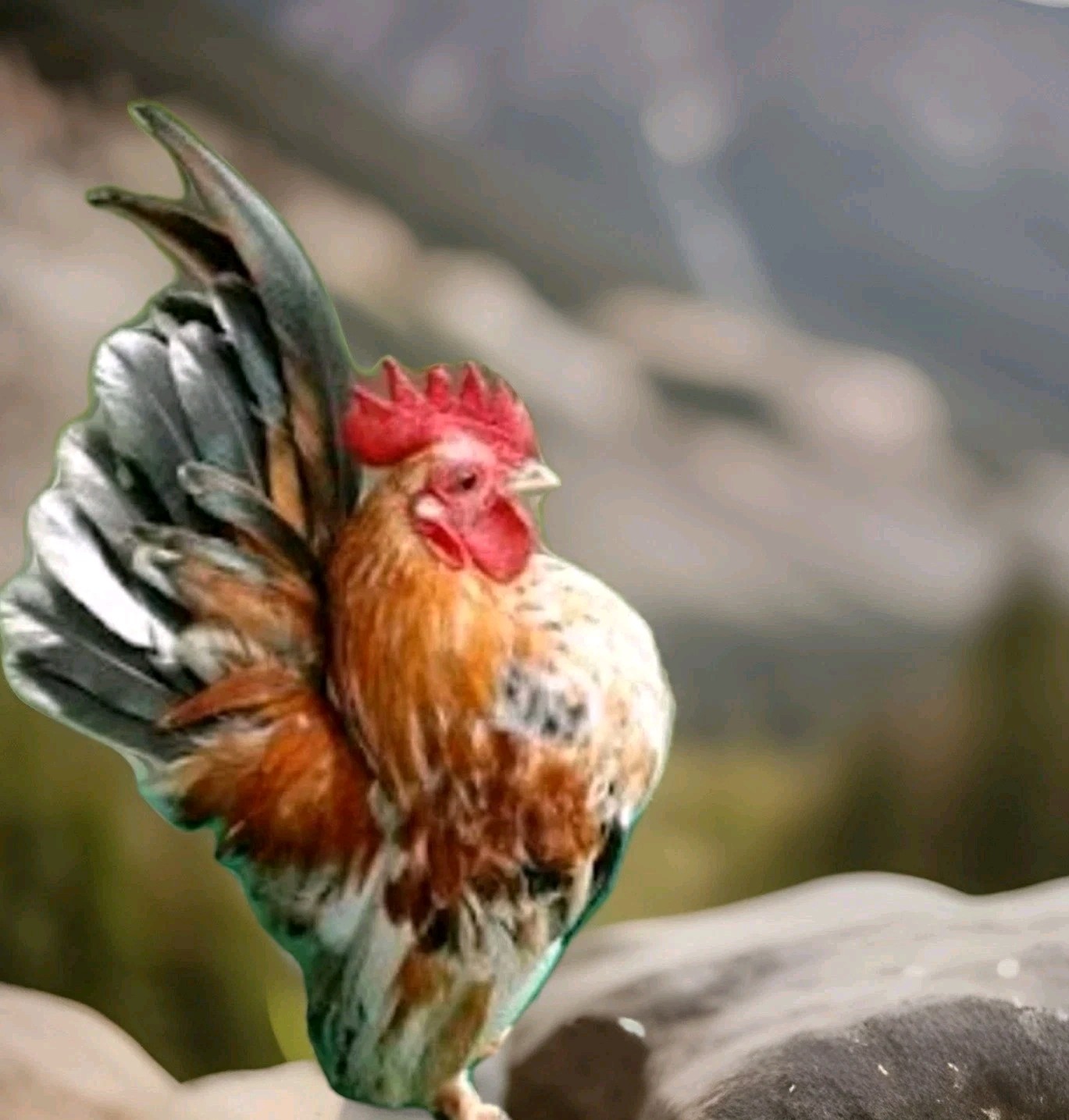 5+ Micro To Size A & B 100% Pure Serama Hatching Eggs Malaysian And Traditional