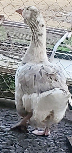 Giant Dewlap TOULOUSE Hatching Eggs 7