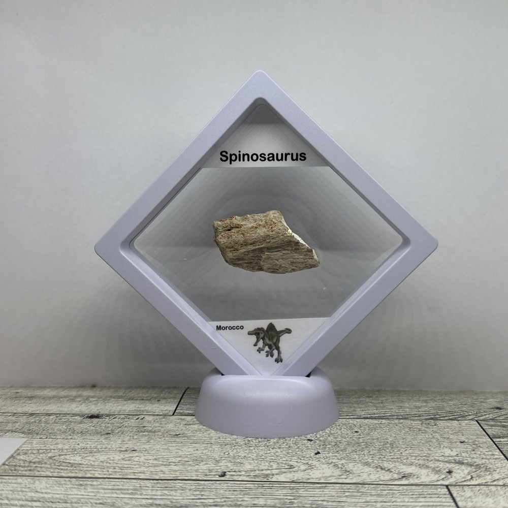 Spinosaurus Extinct Dinosaur Bone Fossil in Display Case