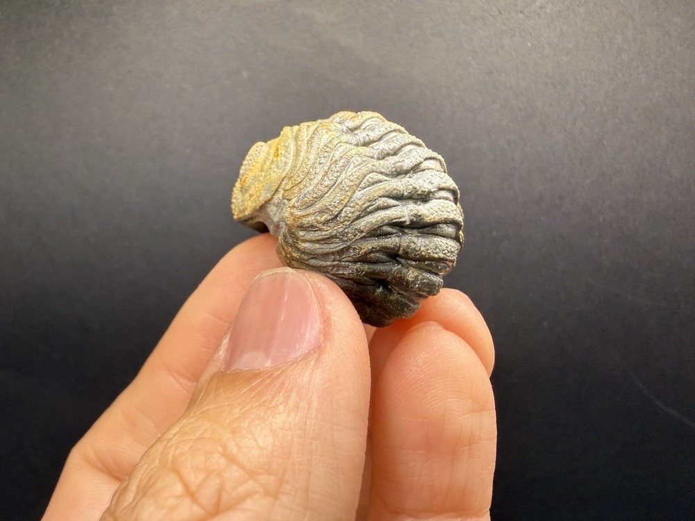 Enrolled Moroccops Trilobite