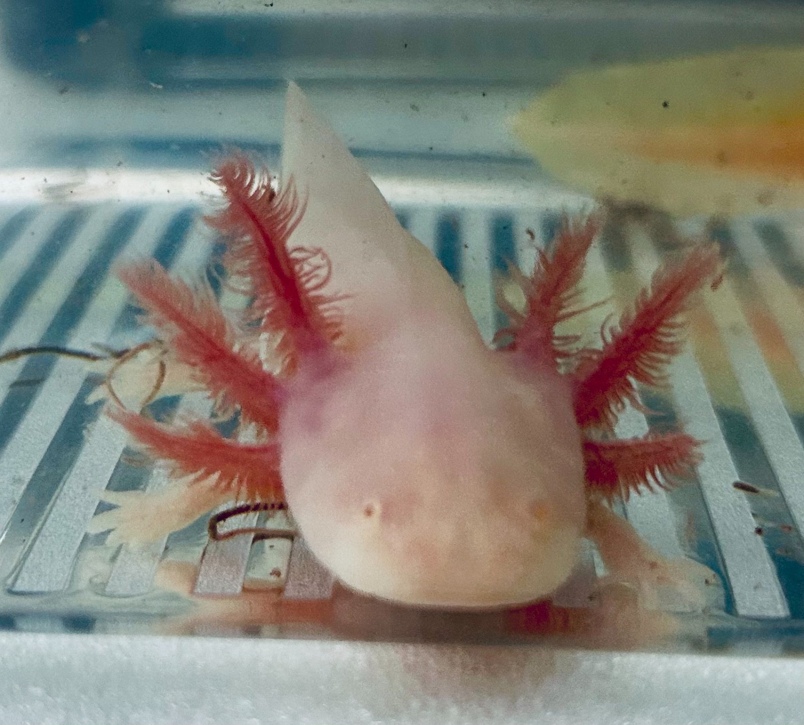 ✨ High Iridophore ✨ Albino & Golden Albino Lotls
