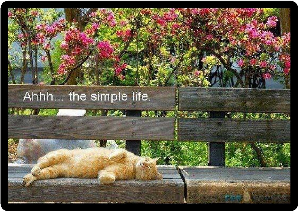 Cat Humor The Simple Life Refrigerator Magnet