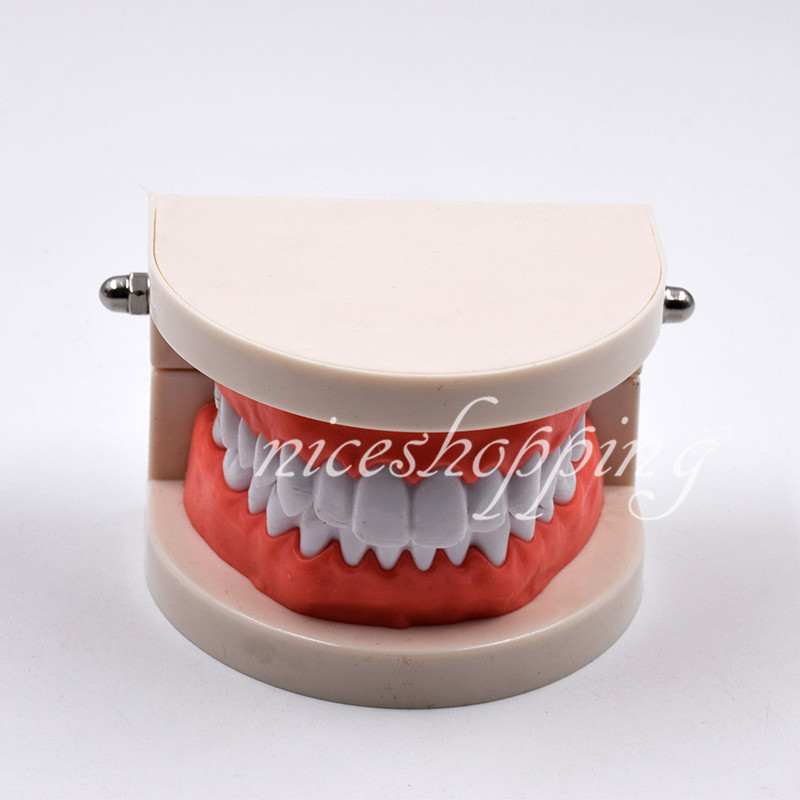 1 Pc Dental Standard Teaching Study Model Dentist Patient Teeth Tooth Models