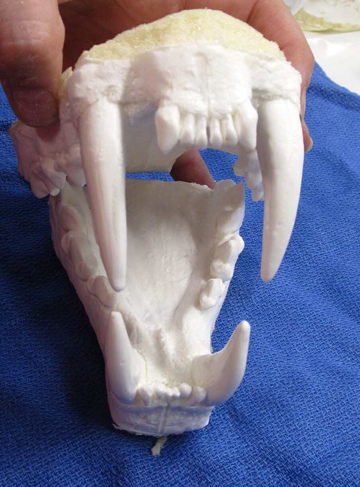 Leopard jaws teeth cast taxidermy plastic replica