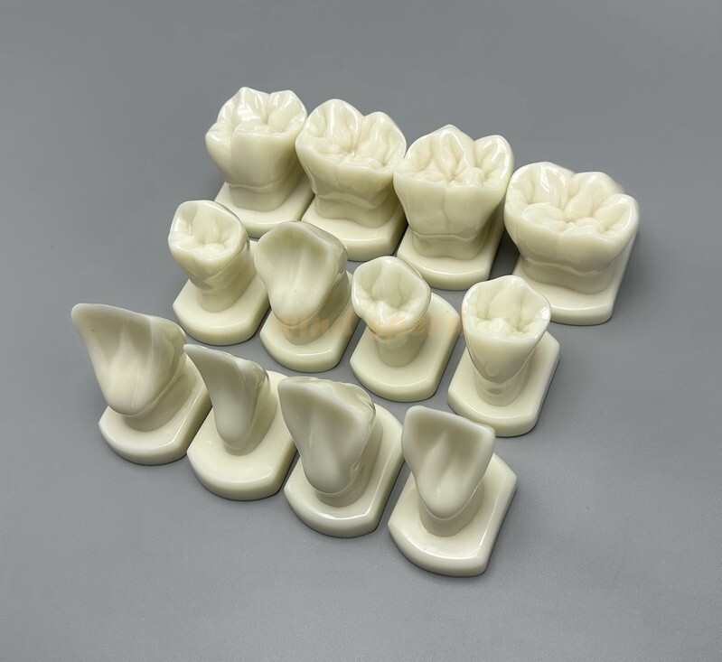 Dental Teeth Form Models OrthodonticTypodont Model For Lab Teaching Tooth Study