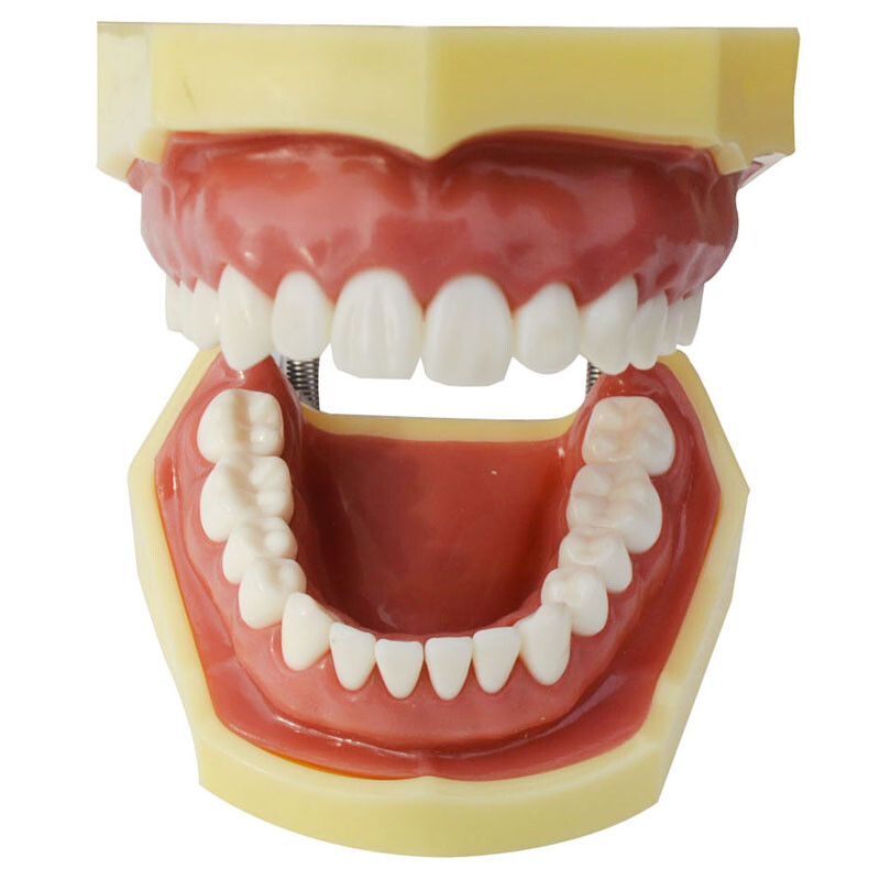 Brushing Flossing Practice Teeth Typodonts Model Gingiva Visible Model