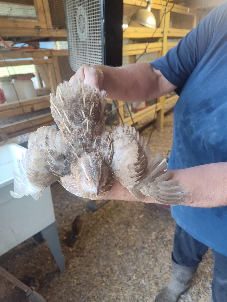 24 Jumbo Brown Quail Eggs