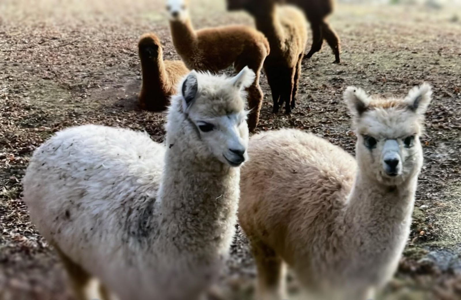 Bird Nesting Alpaca Fiber, BROWN (Stuffed 1 Gallon Bag) Ready To Use Raw Organic