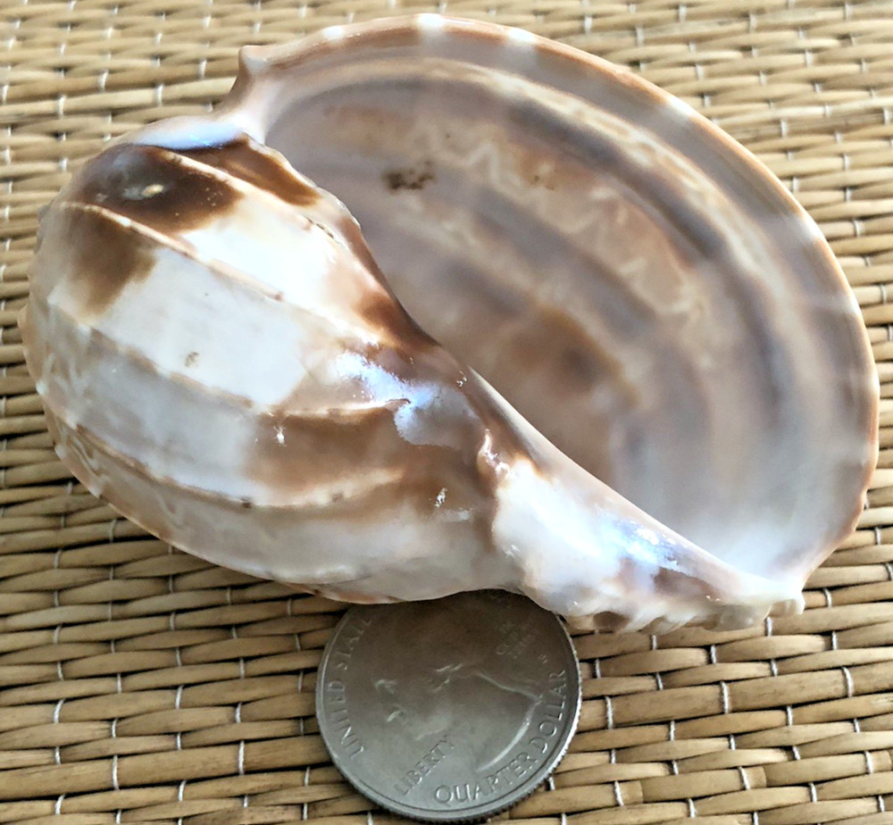 1 - 3" HARPA DAVIDUS SEA SHELL - COLLECTION OR HERMIT CRAB