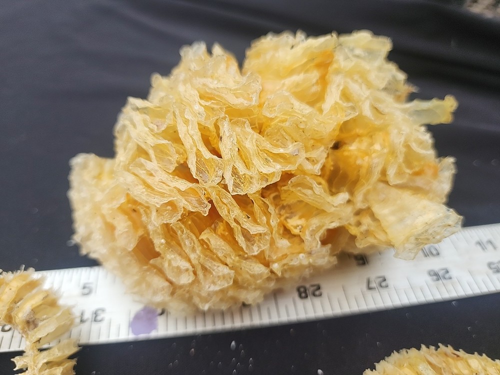 Natural Lightning Whelk Egg Casing Sac Protoconch Shell SeashellFlorida Specemin